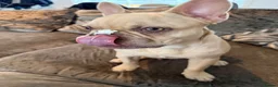 French Bulldog dogs for sale: 7month old french bulldog puppy in Aberdeen - Advert 4