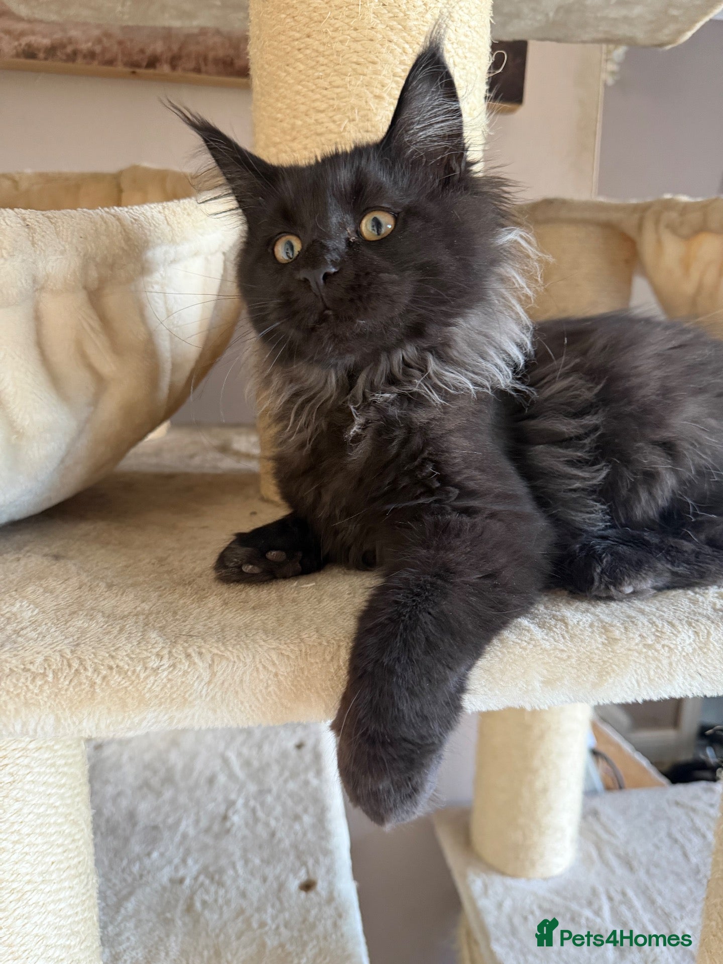 Maine Coon cats Tica registered black smoked male Maine coon - Advert 2