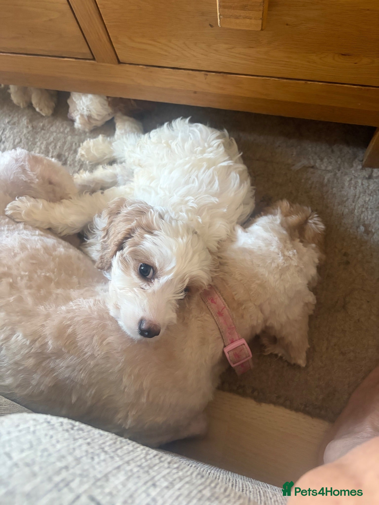 Cavapoo dogs F1B Cavapoo puppies READY NOW! - Advert 2
