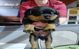 Rottweiler dogs for sale: Elite German Bloodline Rottweiller Puppies - Image 13