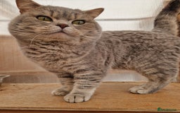 British Shorthair cats for sale: GCCF British Shorthair Male  - Image 1
