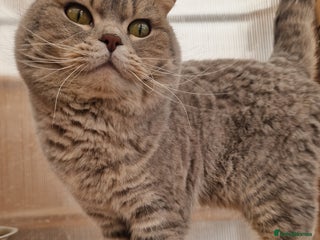British Shorthair cats - Advert 4