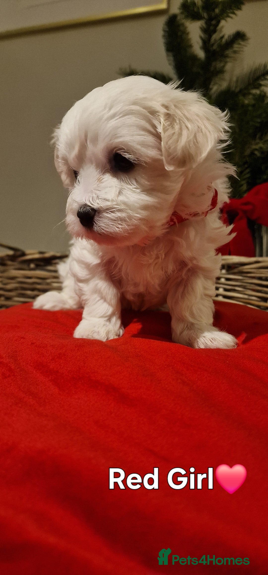 Maltese dogs for sale: 🐶🤍 Beautiful Maltese Girl Puppies 🤍🐶 - Advert 18