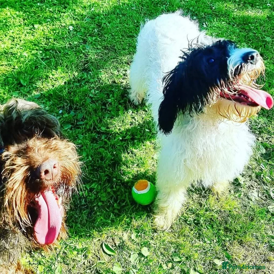 Cockapoo dogs for sale: F2 generation cockerpoo puppys  - Advert 22