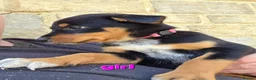 Mixed Breed dogs for sale: Australian Kelpie x Australian cattle dog puppies - Advert 7