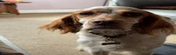 English Setter dogs for adoption: Sky   - Advert 3
