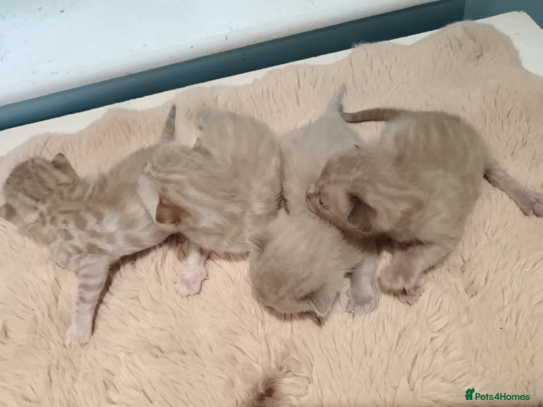 Bengal cats for sale: Tica RG pure bengals - Advert 9