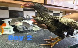 Chickens poultry for sale: shamo chickens🐓 - Image 5