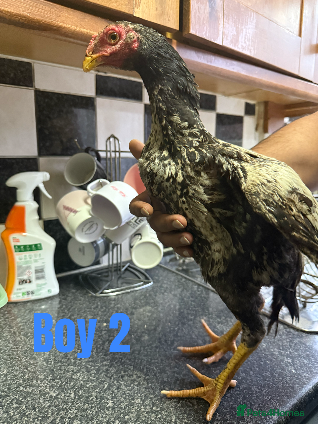 Chickens poultry for sale: shamo chickens🐓 - Image 5