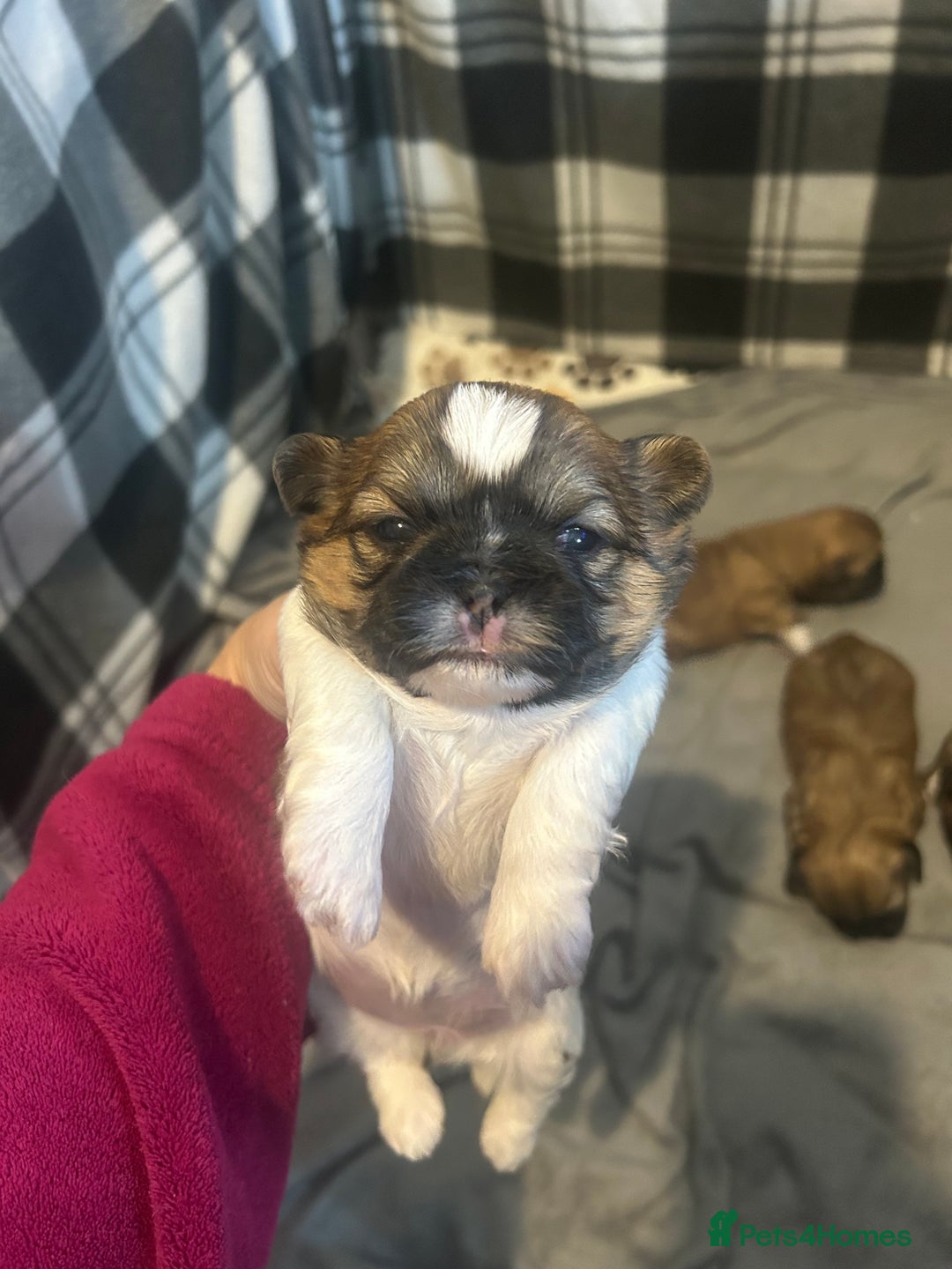 Shih Tzu dogs for sale: 2 boys 2 girls gorgeous shih tzus - Advert 3