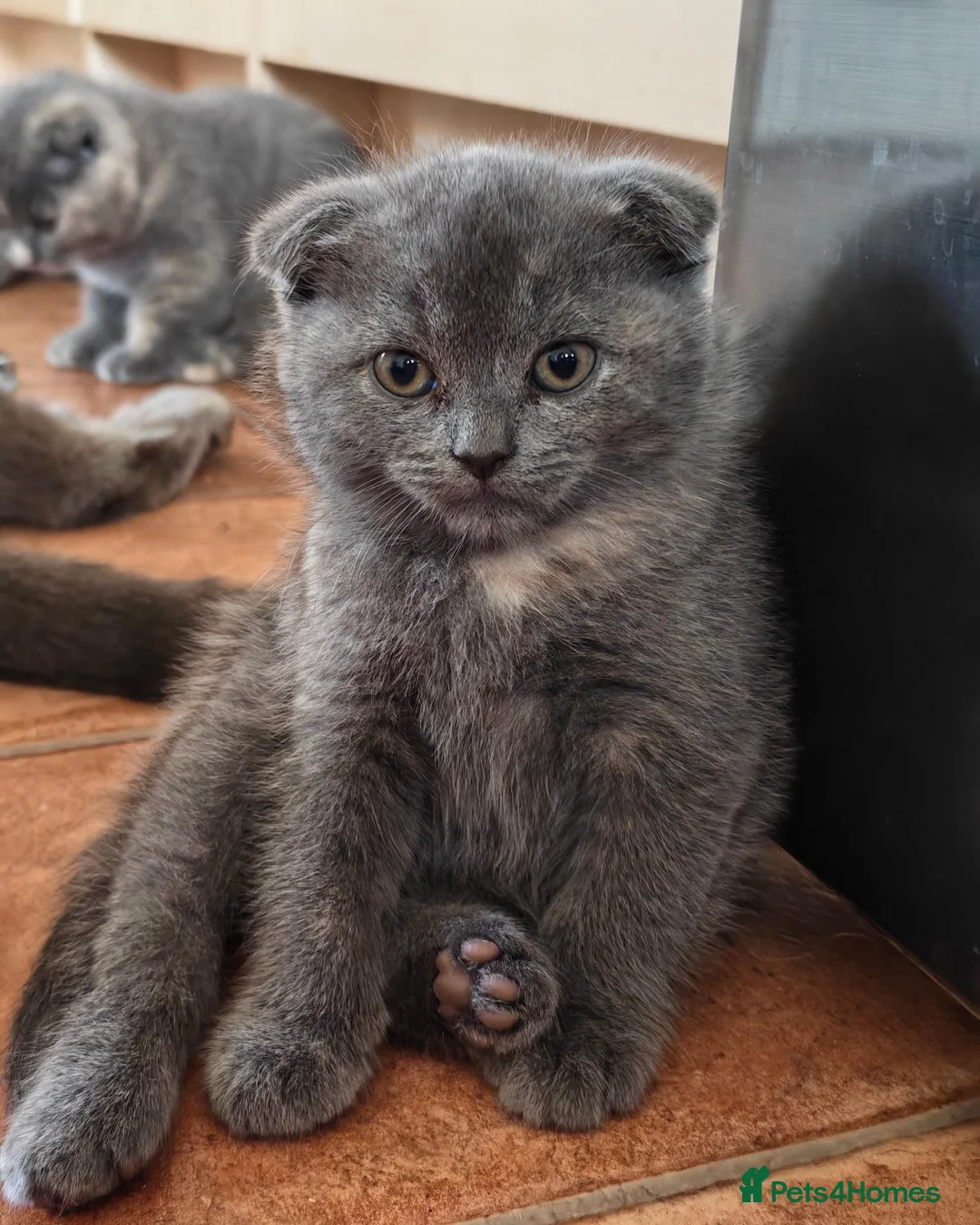Scottish Fold cats for sale: Scottish fold kittens - Advert 18