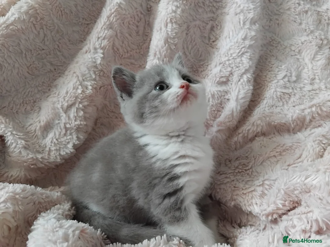 British Shorthair cats for sale:  Lilac & chocolate British Shorthair kittens  - Advert 12