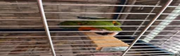 Macaws birds for sale: Harlequin macaw in Lewes - Advert 3