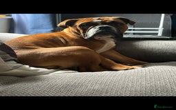 English Bulldog dogs for stud: Traditional standard bulldog for stud  - Image 5