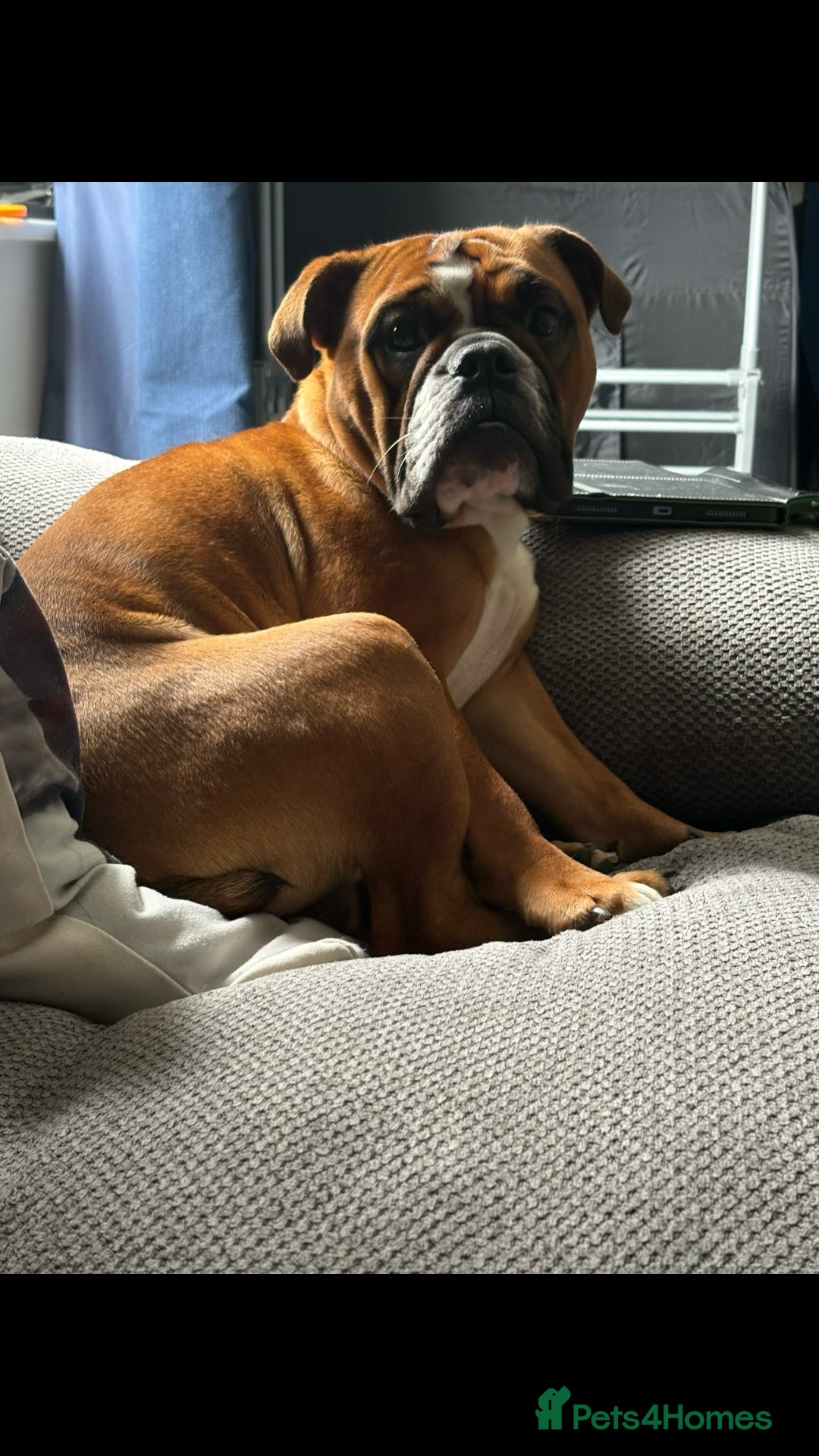 English Bulldog dogs for stud: Traditional standard bulldog for stud  - Image 5