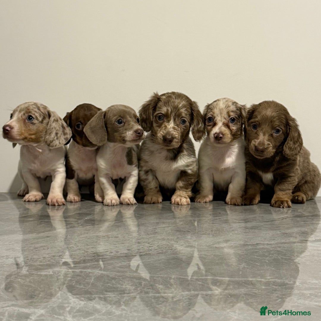 Miniature Dachshund dogs for sale: KC Registered Miniature Dachshund Puppies ❤️ - Advert 1