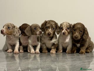 Miniature Dachshund dogs KC Registered Miniature Dachshund Puppies ❤️ - Advert 10