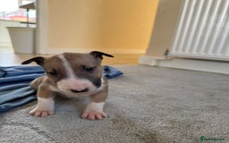 English Bull Terrier dogs for sale: 5* Stunning English Bull Terrier Pups  - Image 7