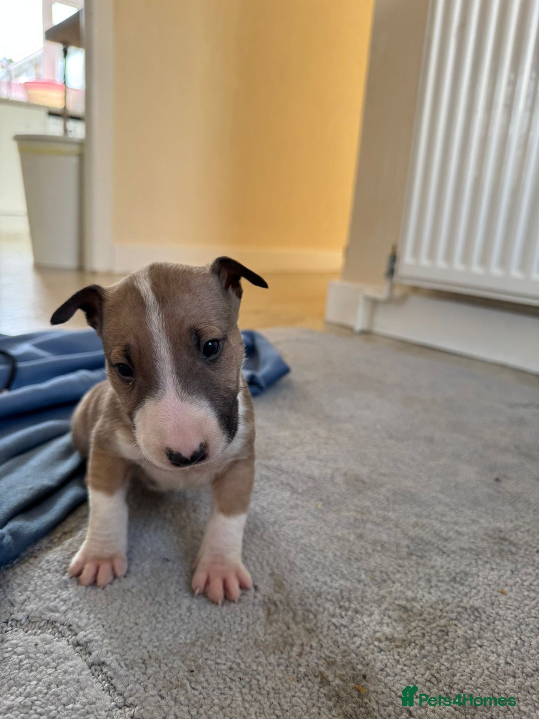 English Bull Terrier dogs for sale: 5* Stunning English Bull Terrier Pups  - Image 7