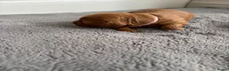Cavapoo dogs for sale: Beautiful F1B Red Cavapoo Puppies in Newcastle upon Tyne - Advert 13