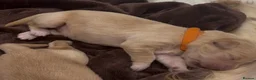 Golden Retriever dogs for sale: Beautiful Golden Retriever Puppies - Advert 9