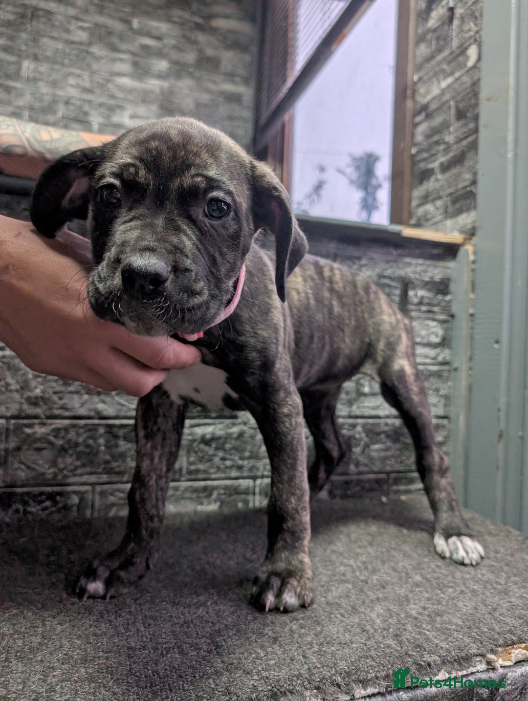 Cane Corso dogs for sale: Cane corso puppies  - Advert 10