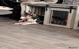 English Bull Terrier dogs for sale: English bull terrier male  - Image 5