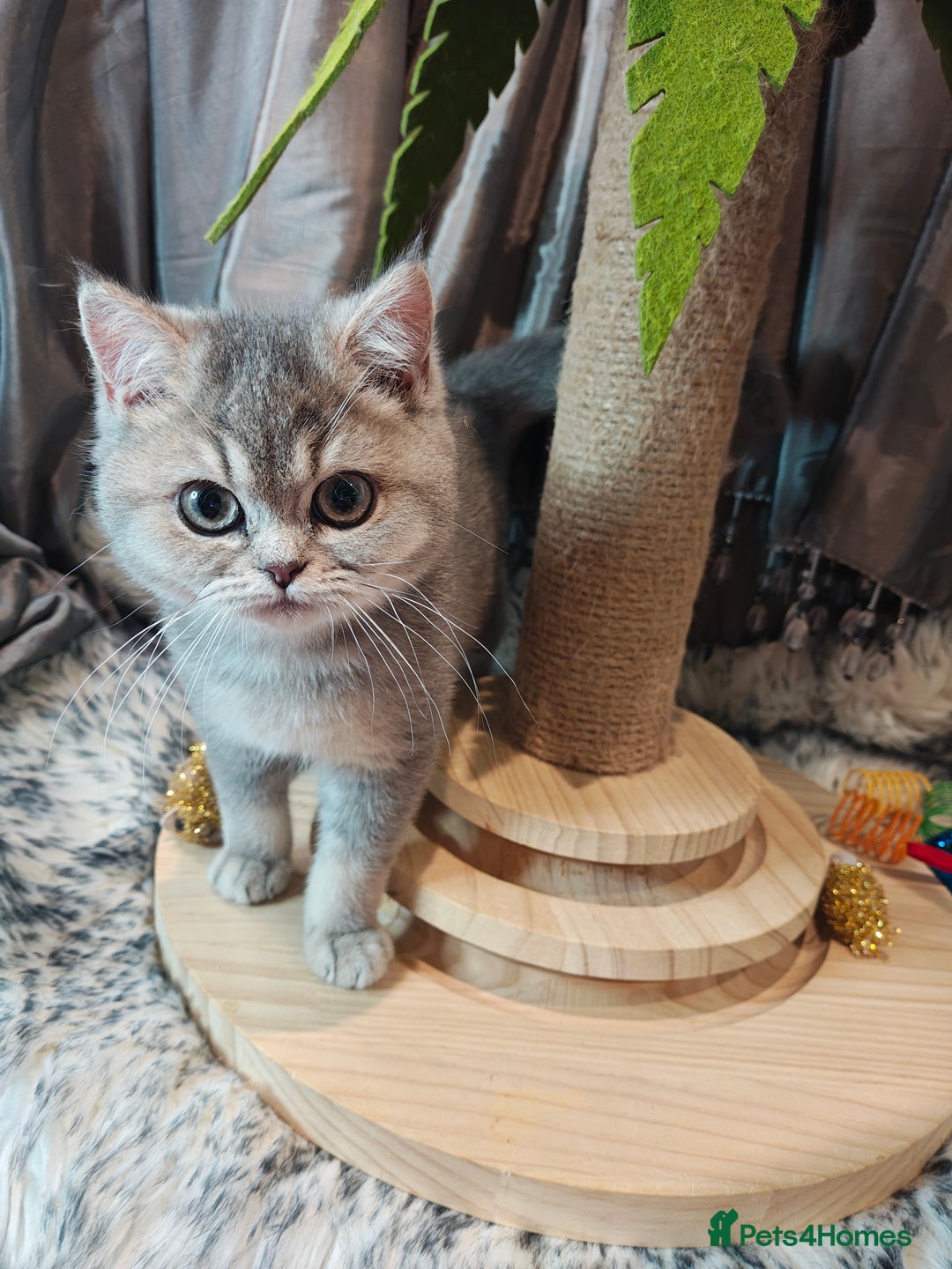 British Shorthair cats for sale: Blue golden female, TICA registered  - Advert 12