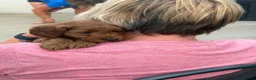 Cockapoo dogs for sale: Stunning Cockapoo Puppies — Homes for Life Only in Banbury - Advert 14