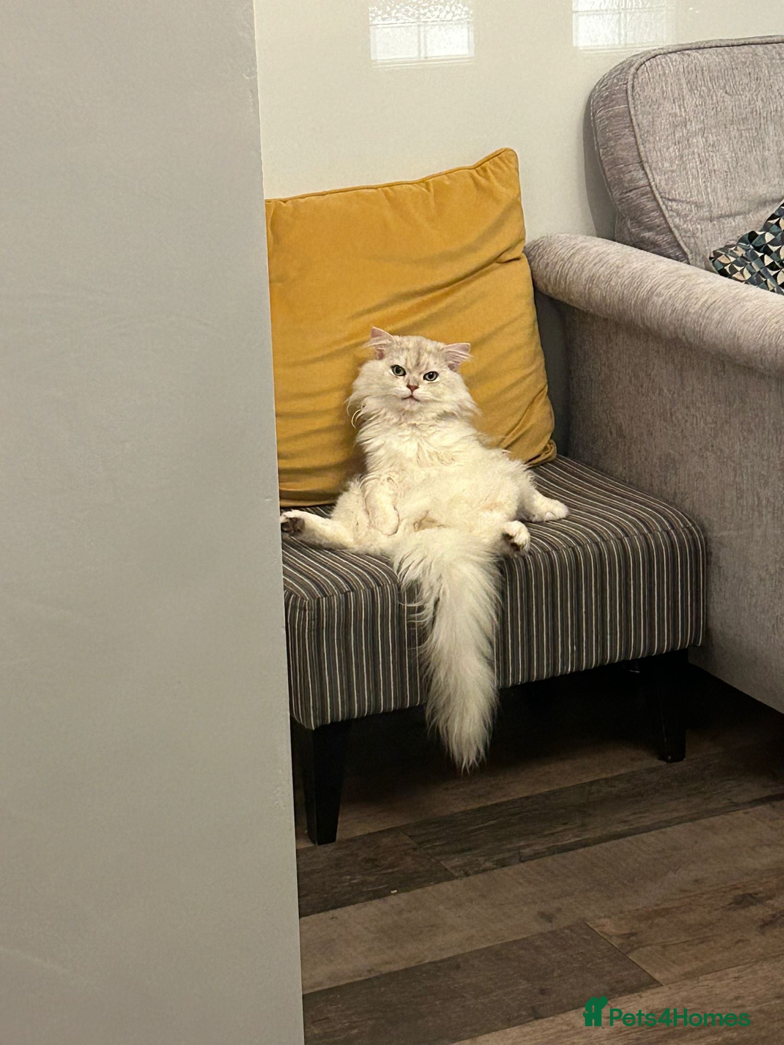 British Longhair cats Gentlest British Longhair male super friendly! - Advert 20