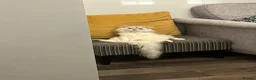 British Longhair cats for sale: Gentlest British Longhair male super friendly! - Advert 3