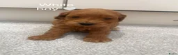 Cockapoo dogs for sale: KC Parents F1 Cockerpoos !!!! - Advert 7