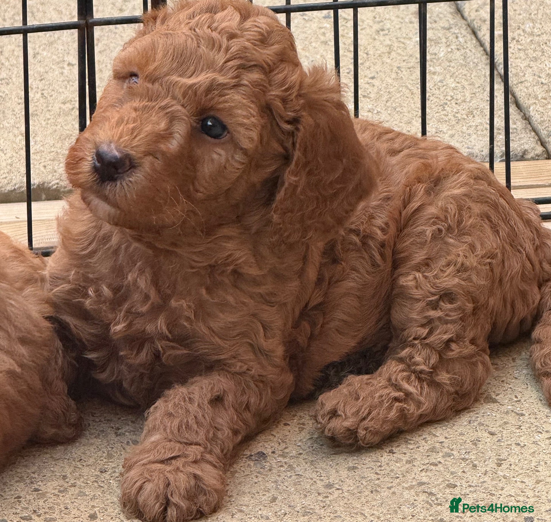 Labradoodle dogs  F1BB Miniature Labradoodle Puppies – Home Raised - Advert 1