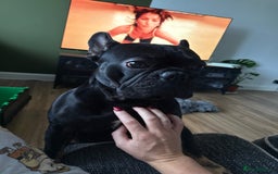 French Bulldog dogs for sale: Exclusive French Bulldog Puppies - Image 21