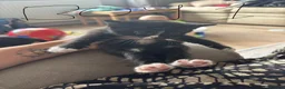Mixed Breed cats for sale: 6 beautiful kittens  - Advert 8