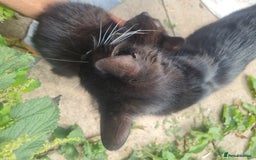 Mixed Breed cats for sale: Baby cats - Image 4
