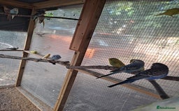 Budgerigars birds for sale: Silly hand tamed baby budgies for sale  - Image 9