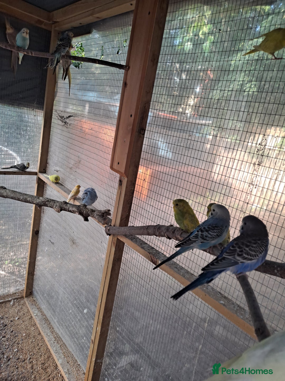 Budgerigars birds for sale: Silly hand tamed baby budgies for sale  - Image 9