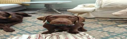 Labrador Retriever dogs for sale:  Gorgeous Female Pedigree Choccy Lab - 1 left! - Advert 17