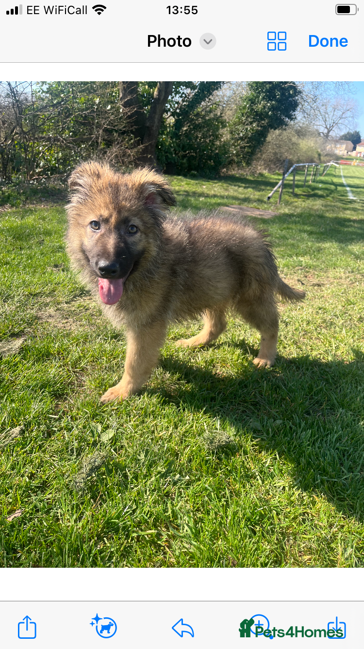 German Shepherd dogs Izzy/sable now 1600 fully vaccinated,trained  - Advert 3