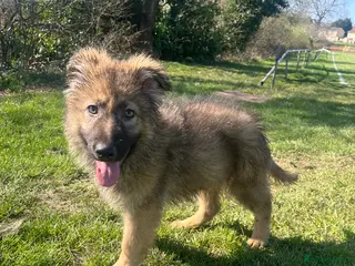 German Shepherd dogs Izzy/sable now 1600 fully vaccinated,trained - Advert 3
