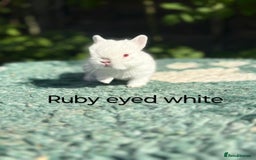Netherland Dwarf rabbits for sale: Netherland dwarf buck 💙 in Loughborough - Image 11