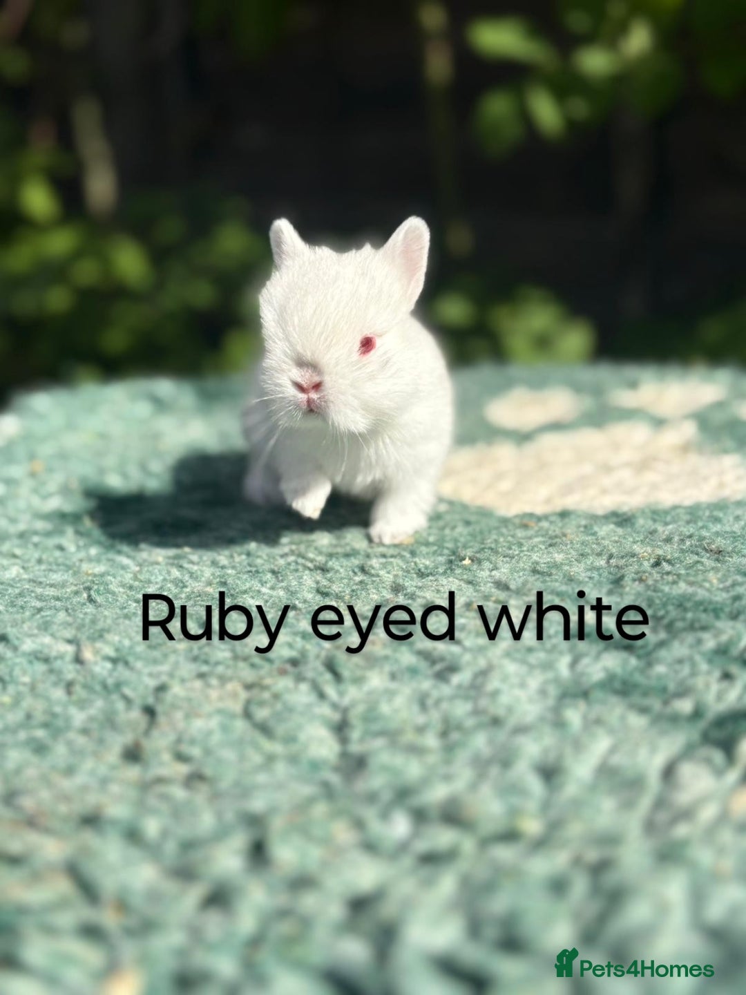 Netherland Dwarf rabbits for sale: Netherland dwarf buck 💙 in Loughborough - Image 11