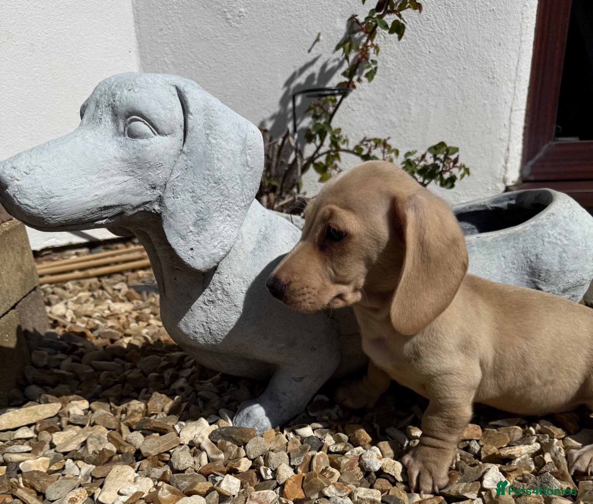 Miniature Dachshund dogs Stunning cream miniature smooth haired dachshunds  - Advert 2