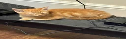 Mixed Breed cats for sale: Ginger boy for sale  in Harlow - Advert 4