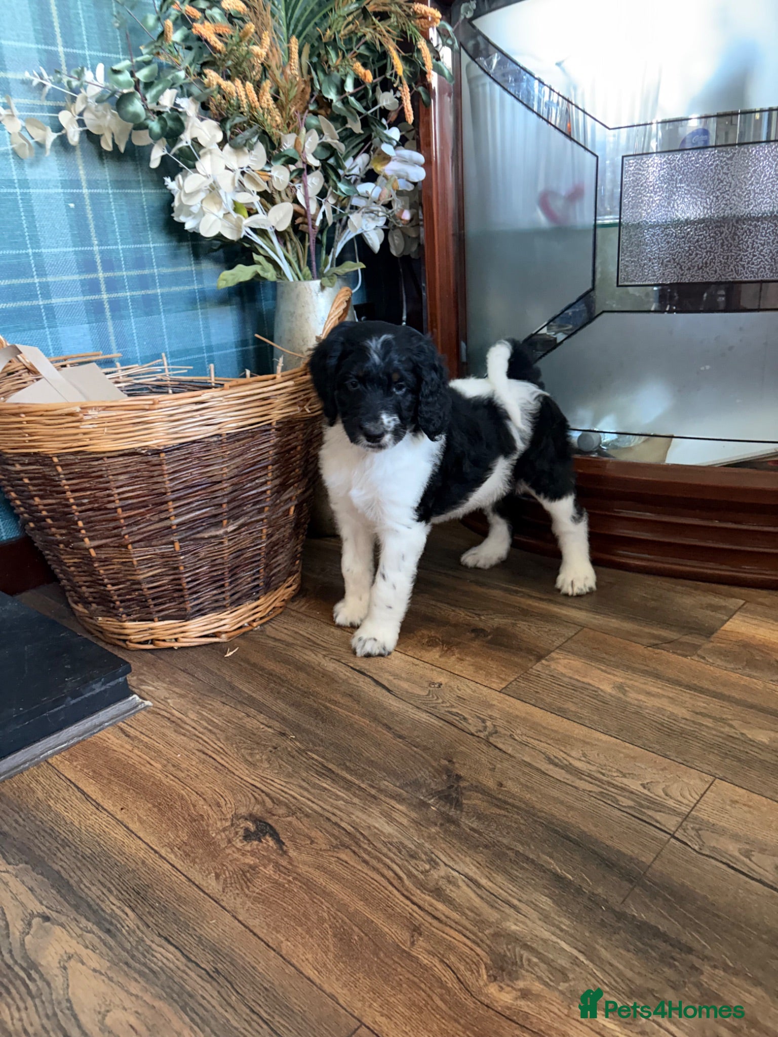Bernedoodle dogs Stunning bernedoodle puppies  - Advert 1