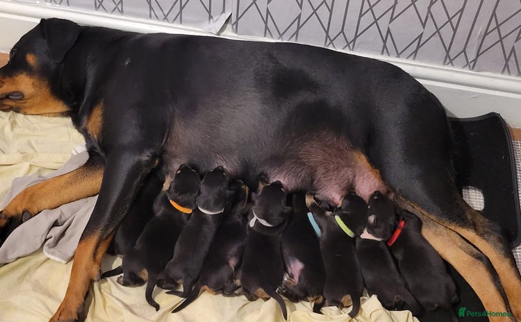 Rottweiler dogs - Advert 15