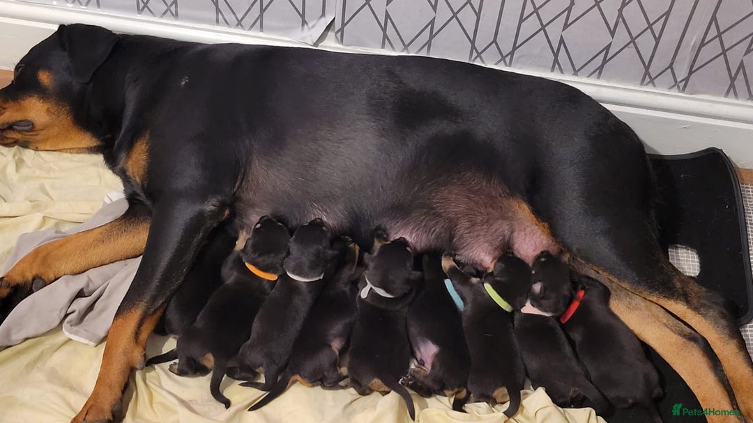 Rottweiler dogs for sale: ROTTWEILER PUPPIES - Image 1