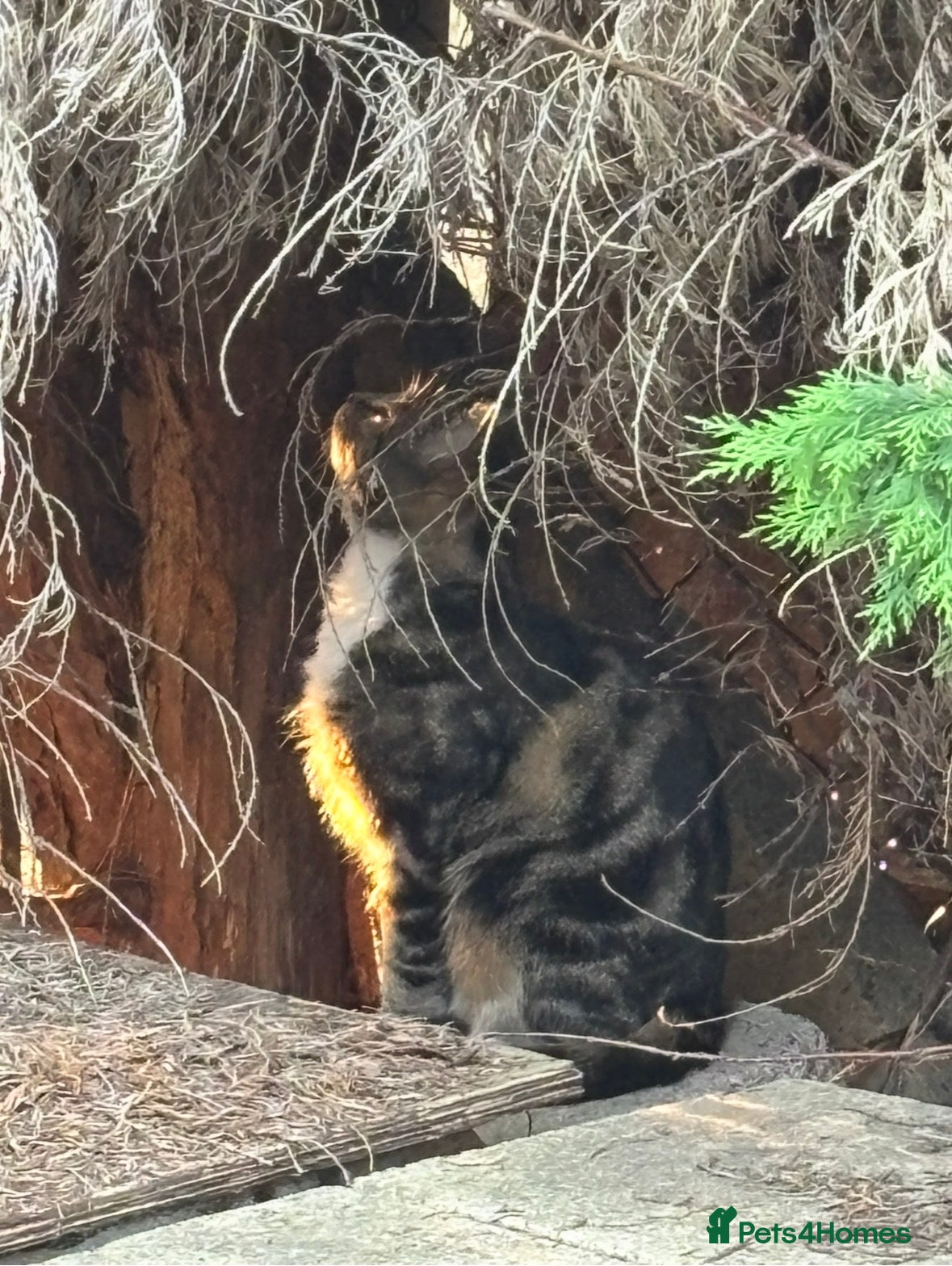 Mixed Breed cats Free cat NOT MICROCHIPPED need gone ASAP - Advert 3