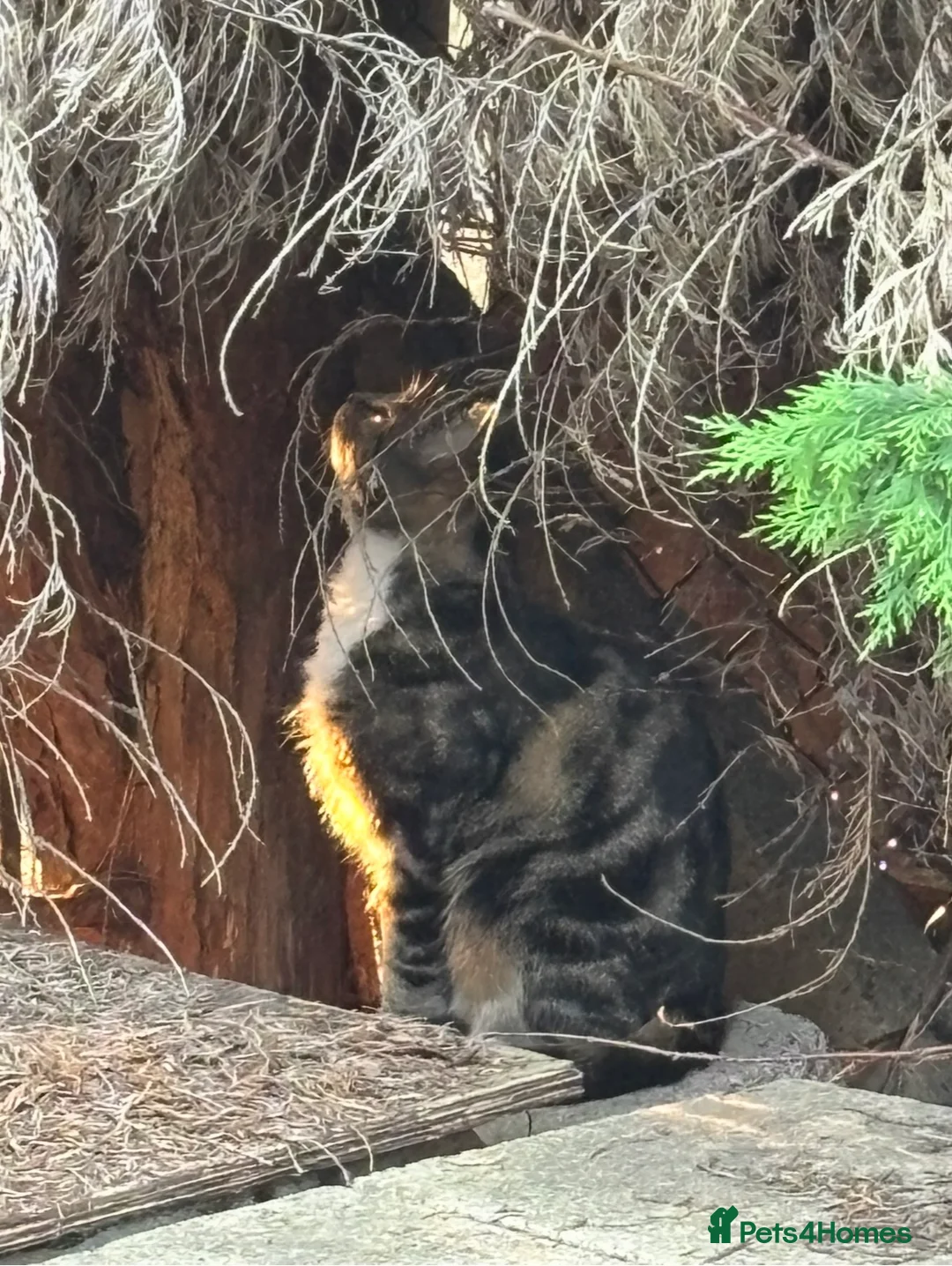 Mixed Breed cats for sale:  **  NOT MICROCHIPPED need gone ASAP in Sutton Coldfield - Advert 1